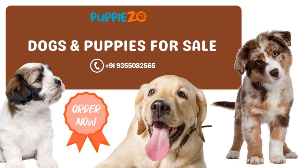 Dogs for Sale in Delhi NCR