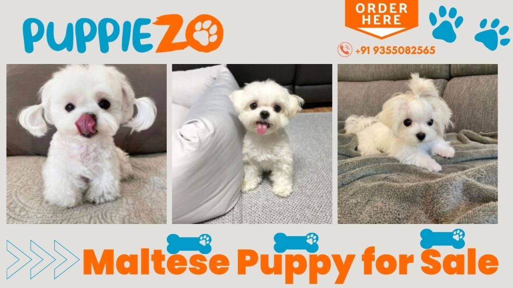 Maltese Puppies For Sale in Delhi