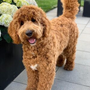 Standard Poodle Puppies for Sale 