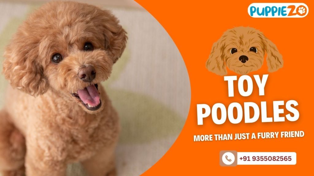 Toy Poodles for Sale